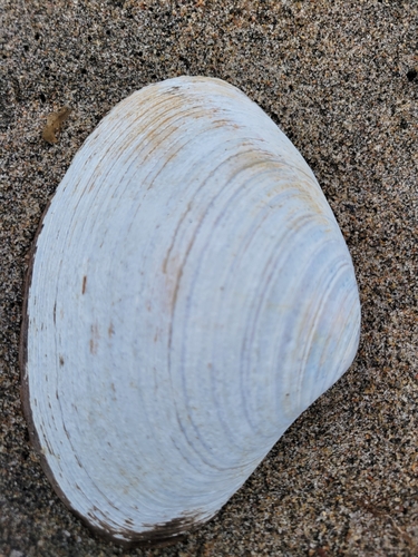 Mactromeris polynyma observed 2025-09-06