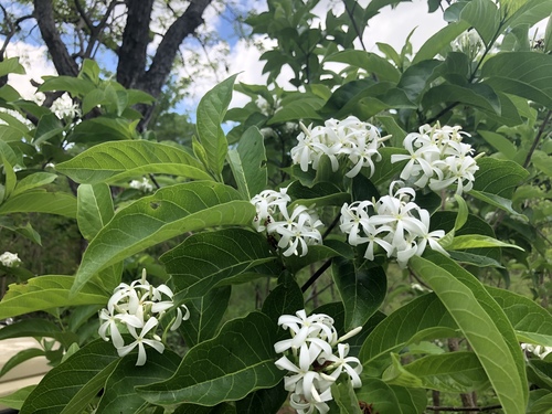 Holarrhena floribunda image