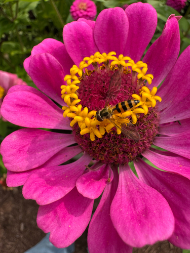 Unknown species found near King County, US-WA, US