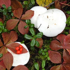 Ivory Waxy Cap (Hygrophorus eburneus)