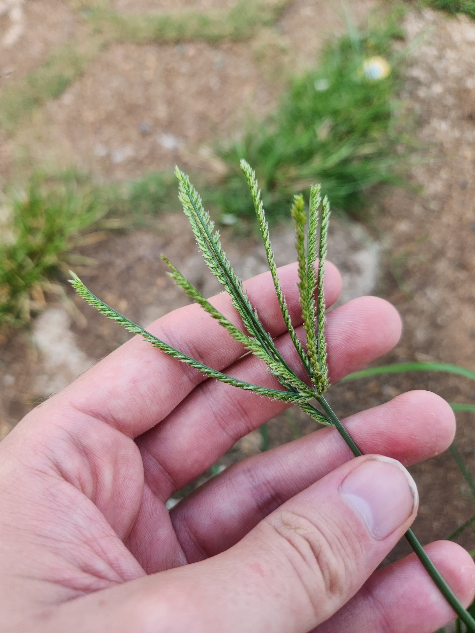 Eleusine indica