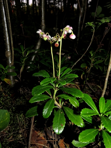 Chimaphila umbellata iNat (3)
