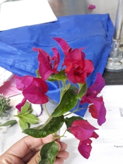 Bougainvillea
