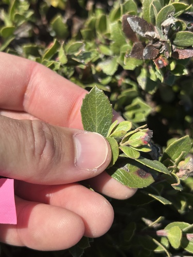 Arctostaphylos pacifica, 2025-09-06