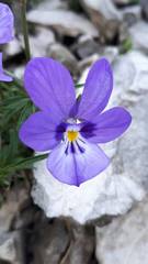 Viola dubyana