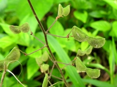Desmodium axillare