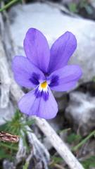 Viola dubyana