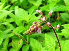 Desmodium axillare