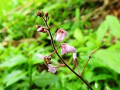 Desmodium axillare
