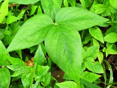 Desmodium axillare