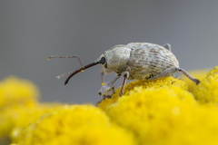 Curculio venosus