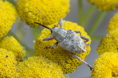 Curculio venosus
