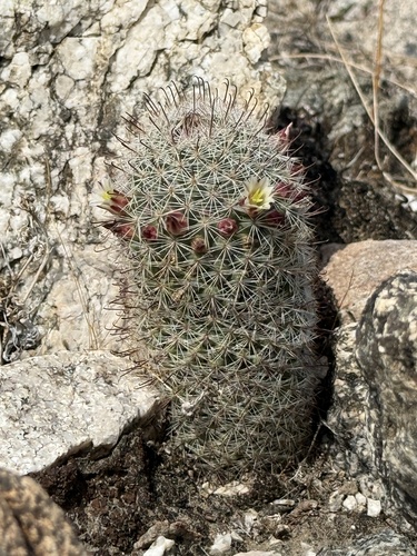 iNaturalist observation photo of Peninsular fishhook cactus