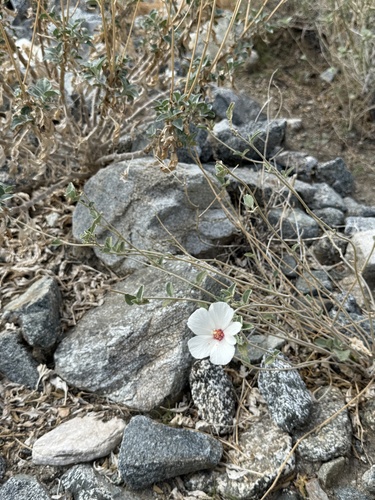 iNaturalist observation photo of Rock Hibiscus
