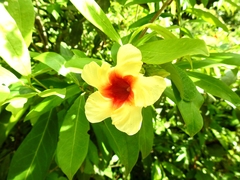 Mandevilla hirsuta