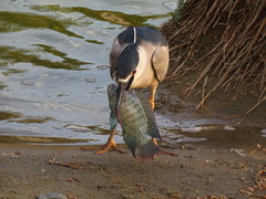 Oreochromis niloticus