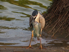 Oreochromis niloticus
