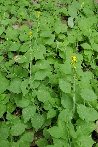 white-haired goldenrod (Solidago albopilosa)