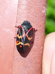 Deois flexuosa