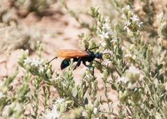 Pepsis pallidolimbata