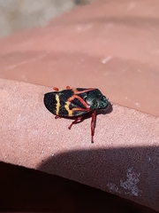 Deois flexuosa