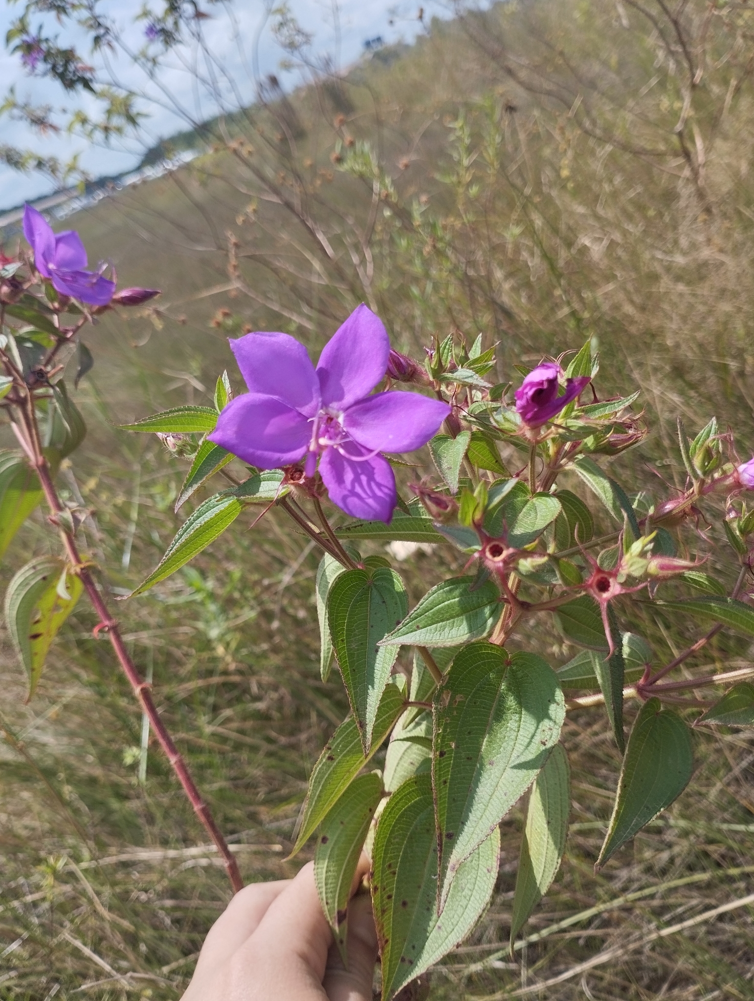 Rhynchanthera grandiflora