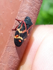 Deois flexuosa