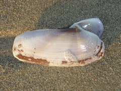 Siliqua lucida