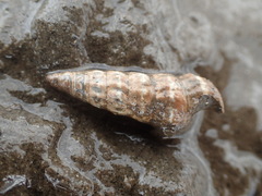 Cerithideopsis californica