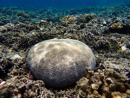 Platygyra daedalea observed 2025-09-01
