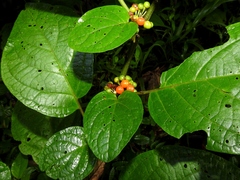 Witheringia solanacea