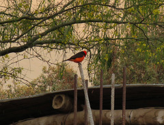 Pyrocephalus rubinus