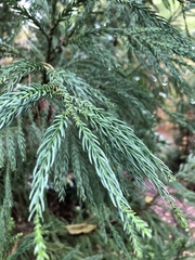 Cryptomeria