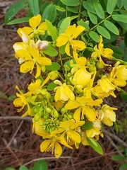 Senna chapmanii