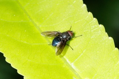 Calliphoroides antennatis