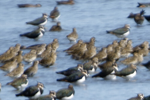 European Golden-Plover, Twisk, Netherlands, photo 7 of 10