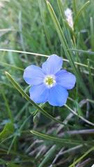 Linum alpinum