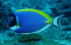 Acanthurus leucosternon
