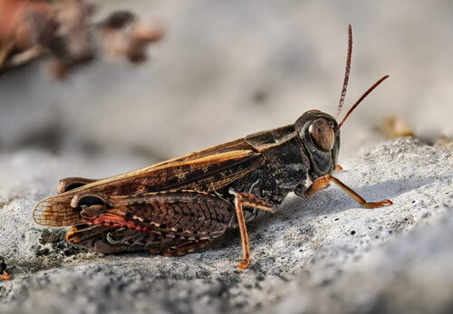 Italian locust