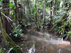 Pterocarpus officinalis