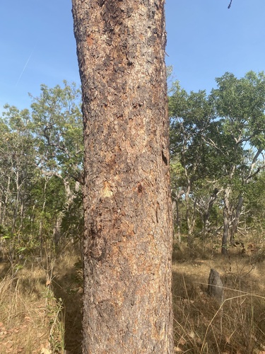 Corymbia latifolia observed 2025-08-28