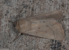 Mythimna alopecuri