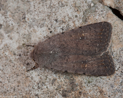 Caradrina flavirena
