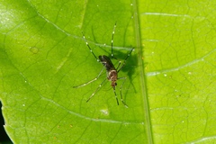 Aedes notoscriptus