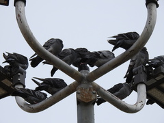 Columba livia domestica