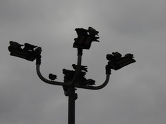 Columba livia domestica