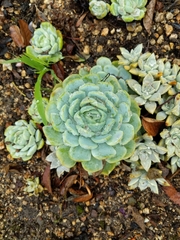Echeveria elegans