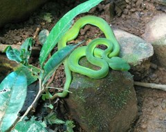 Trimeresurus macrops