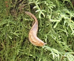 Prophysaon vanattae