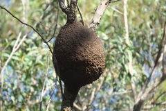 Nasutitermes walkeri